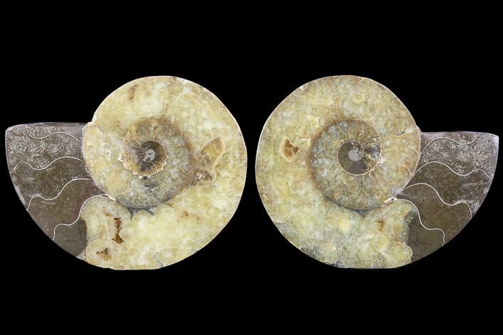 Bargain, Cut & Polished Ammonite Fossil - Agatized #73954